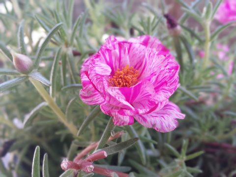 Flowers Desktop Wallpaper