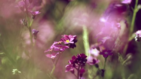 Flowers Desktop Wallpaper