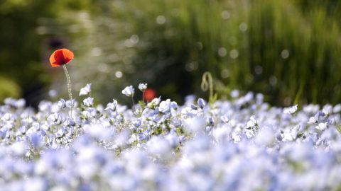 Flowers Desktop Wallpaper