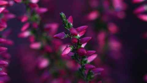 Flowers Desktop Wallpaper