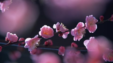 Flowers Desktop Wallpaper