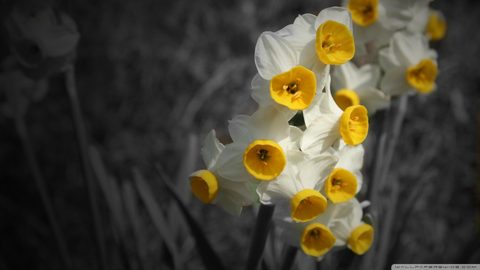 Flowers Desktop Wallpaper