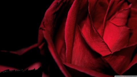 Flowers Desktop Wallpaper