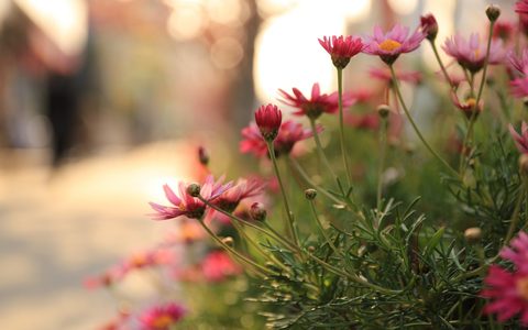 Flowers Desktop Wallpaper