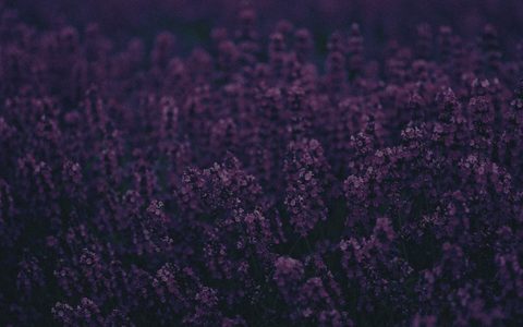 Flowers Desktop Wallpaper