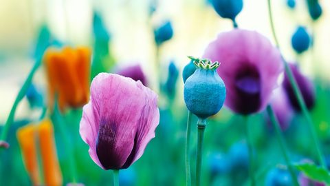 Flowers Desktop Wallpaper