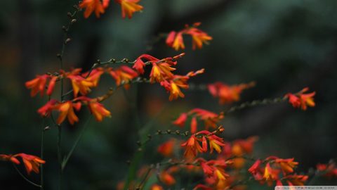 Flowers Desktop Wallpaper