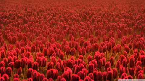 Flowers Desktop Wallpaper