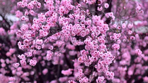 Flowers Desktop Wallpaper