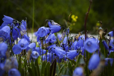 Flowers Desktop Wallpaper