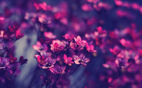 Flowers Desktop Wallpaper
