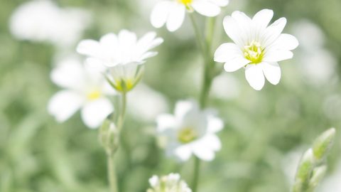 Flowers Desktop Wallpaper