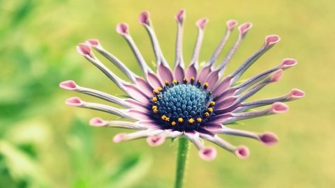Flowers Desktop Wallpaper