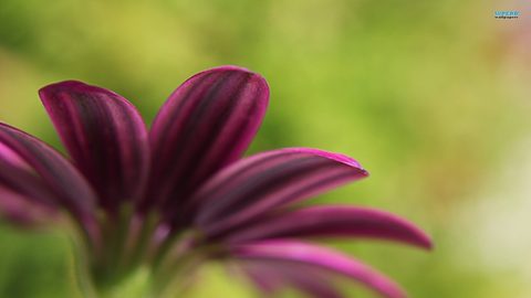 Flowers Desktop Wallpaper