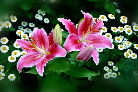 Flowers Desktop Wallpaper