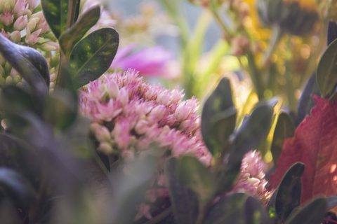 Flowers Desktop Wallpaper