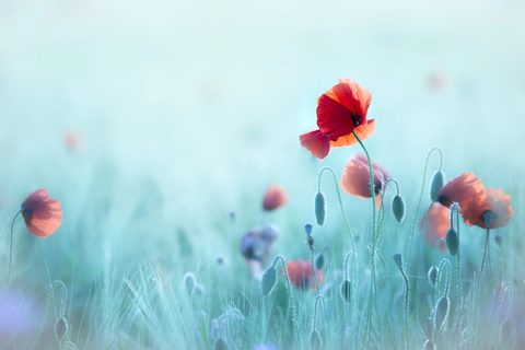 Flowers Desktop Wallpaper