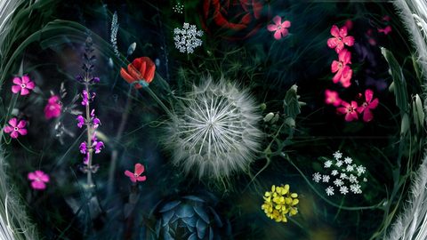 Flowers Desktop Wallpaper