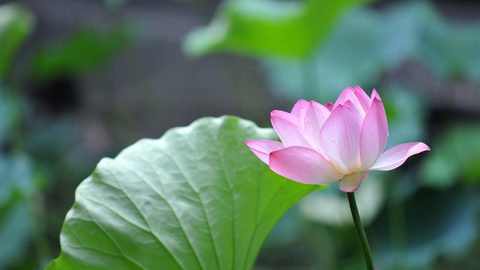 Flowers Desktop Wallpaper