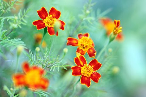 Flowers Desktop Wallpaper
