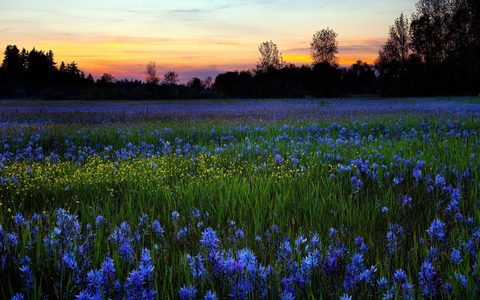 Flowers Desktop Wallpaper