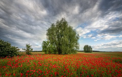 Flowers Desktop Wallpaper