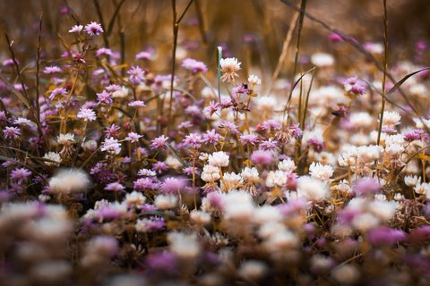 Flowers Desktop Wallpaper