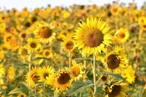 Flowers Desktop Wallpaper