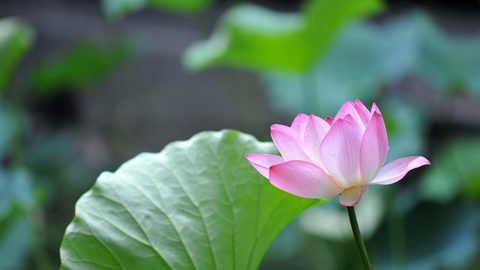 Flowers Desktop Wallpaper