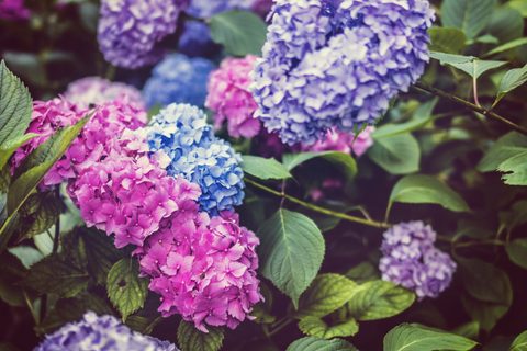 Flowers Desktop Wallpaper