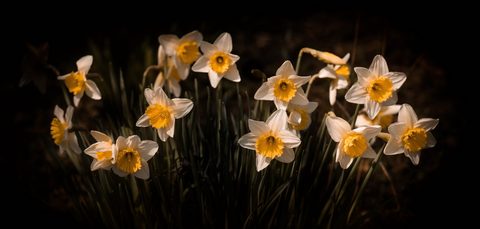 Flowers Desktop Wallpaper