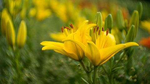 Flowers Desktop Wallpaper