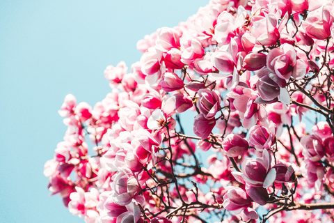 Flowers Desktop Wallpaper