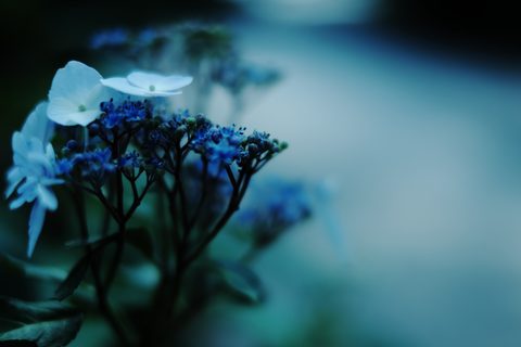 Flowers Desktop Wallpaper