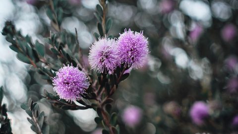 Flowers Desktop Wallpaper