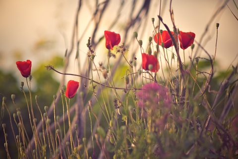Flowers Desktop Wallpaper