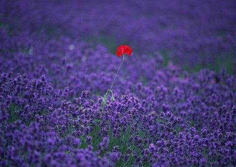 Flowers Desktop Wallpaper