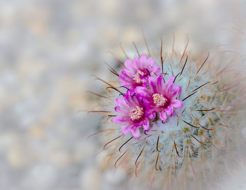 Flowers Desktop Wallpaper