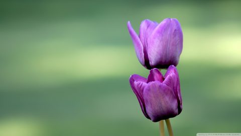 Flowers Desktop Wallpaper