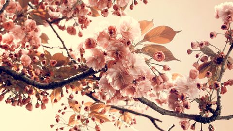 Flowers Desktop Wallpaper