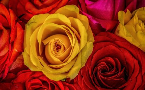 Flowers Desktop Wallpaper