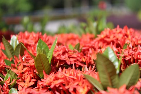 Flowers Desktop Wallpaper