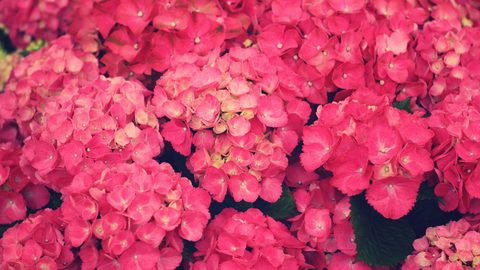 Flowers Desktop Wallpaper