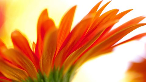 Flowers Desktop Wallpaper