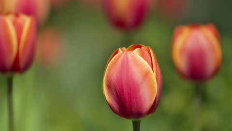 Flowers Desktop Wallpaper