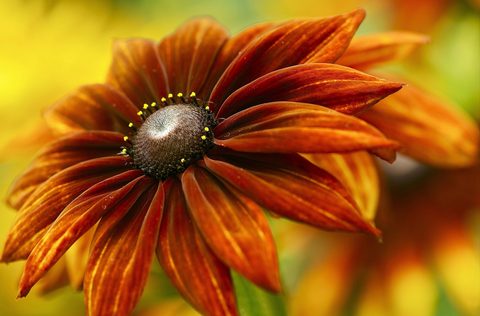 Flowers Desktop Wallpaper