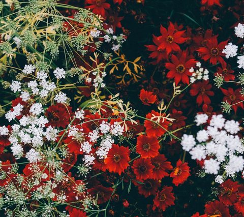 Flowers Desktop Wallpaper
