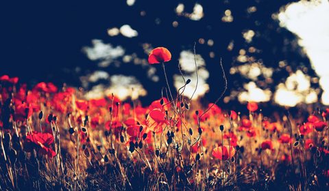 Flowers Desktop Wallpaper
