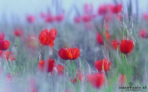 Flowers Desktop Wallpaper