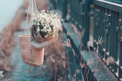 Flowers Desktop Wallpaper